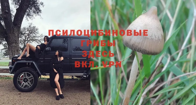 Галлюциногенные грибы Psilocybe Осинники